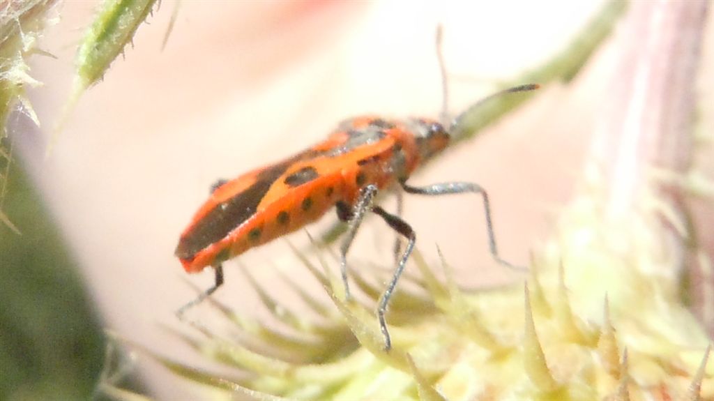 Rhopalidae: Corizus hyoscyami della Campania (NA)